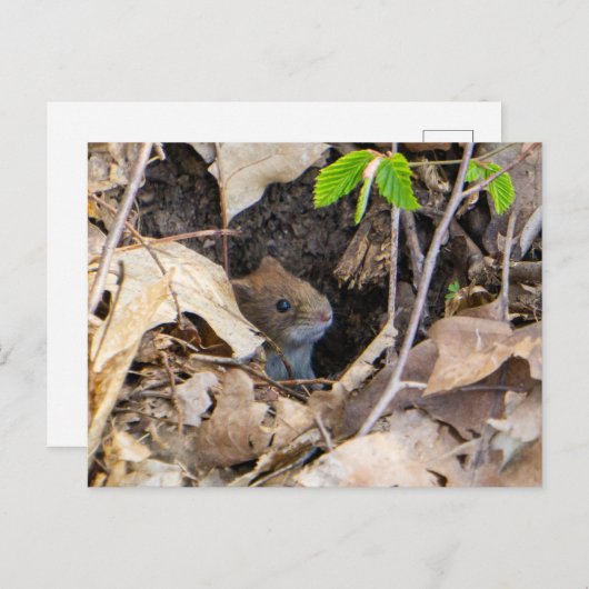 Muis in huis briefkaart (Voorkant / Achterkant)