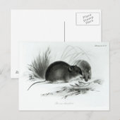 Muis, Tierra del Fuego, Zuid-Amerika c.1832-36 Briefkaart (Voorkant / Achterkant)