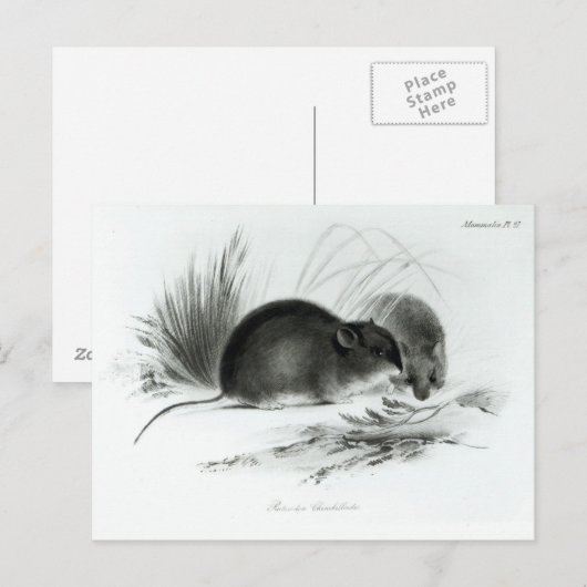 Muis, Tierra del Fuego, Zuid-Amerika c.1832-36 Briefkaart (Voorkant / Achterkant)