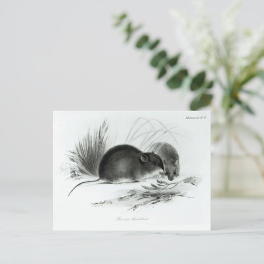 Muis, Tierra del Fuego, Zuid-Amerika c.1832-36 Briefkaart (Staand voorkant)