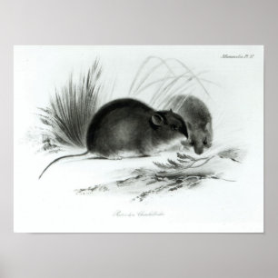 Muis, Tierra del Fuego, Zuid-Amerika c.1832-36 Poster