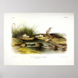Muis van Missouri (noordelijke sprinkhaan) van Aud Poster