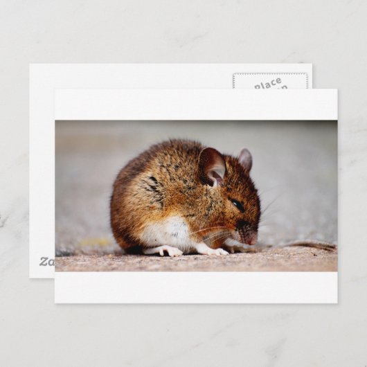 Muisafdrukken Briefkaart (Voorkant / Achterkant)