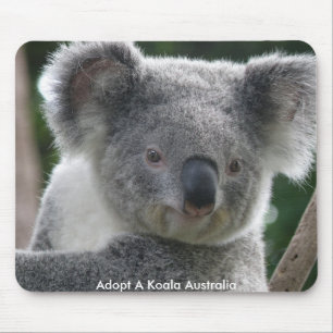Muismat Adopt A Koala Australië