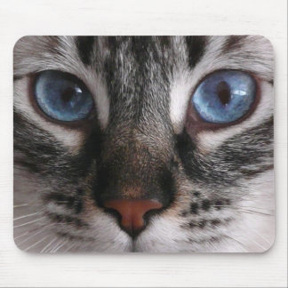 Muismat "Amazing Blue Eyes" Kat