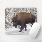 Muismat American Bison (Bison bison) (Met muis)