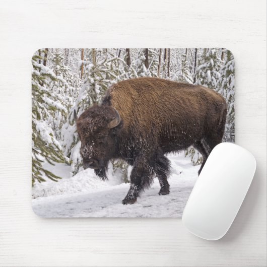 Muismat American Bison (Bison bison) (Met muis)