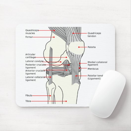 Muismat Anatomisch diagram rechtsknie (Met muis)