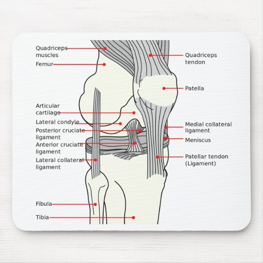 Muismat Anatomisch diagram rechtsknie (Voorkant)