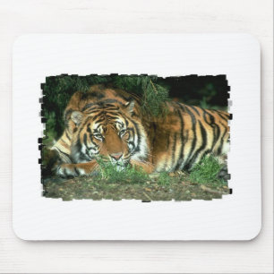 Muismat Bengalen tijger