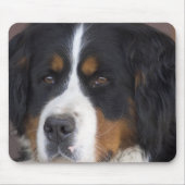 Muismat Berner Sennenhund (Voorkant)