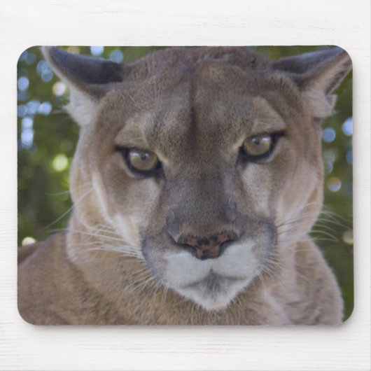 Muismat Cougar Pounce (Voorkant)