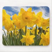 Muismat-Daffodils Muismat (Voorkant)