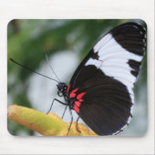 Muismat/Doris Longwing Butterfly Muismat (Voorkant)