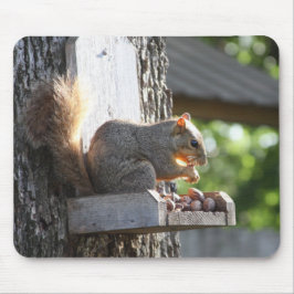 Muismat eekhoorn