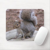 Muismat eekhoorn (Met muis)