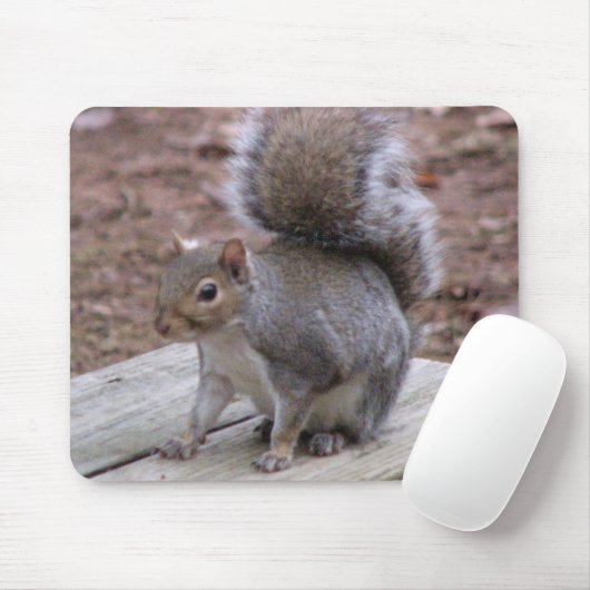 Muismat eekhoorn (Met muis)