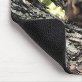 Muismat eekhoorn (Hoek)