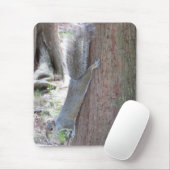 Muismat eekhoorn (Met muis)