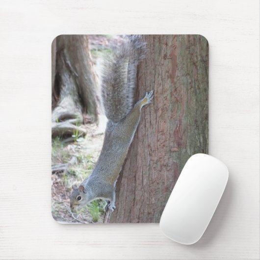 Muismat eekhoorn (Met muis)