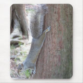 Muismat eekhoorn (Voorkant)