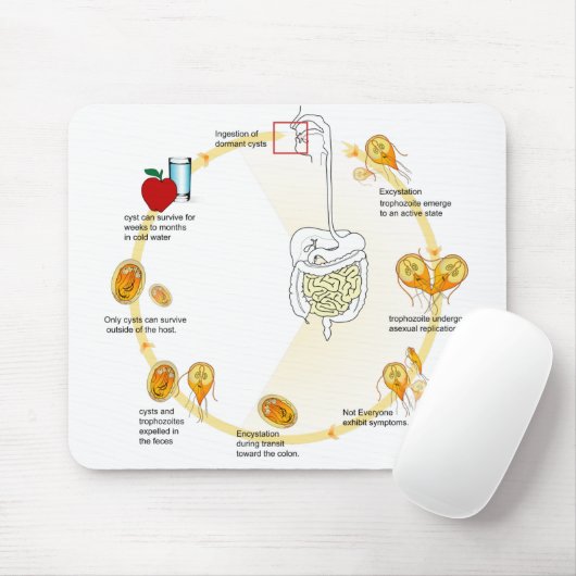 Muismat Figuur Giardia Levenscyclus Parasiet (Met muis)