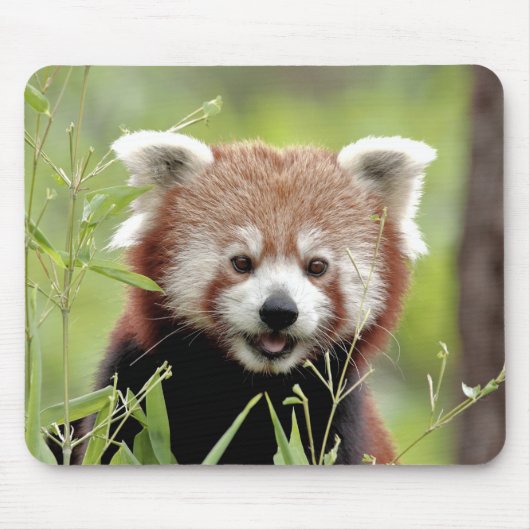 Muismat Foto: red panda, animal 0392. (Voorkant)