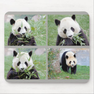 Muismat Foto reus panda, animal 0264.