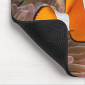 Muismat gekalkte vis (Hoek)