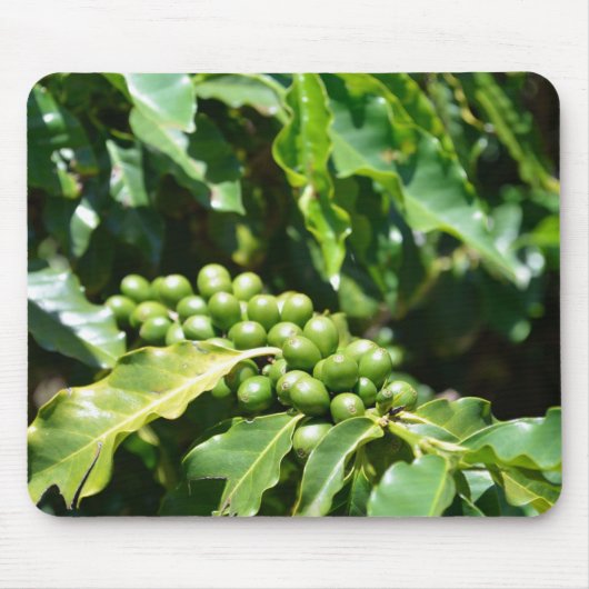 Muismat groene koffiebessen (Voorkant)