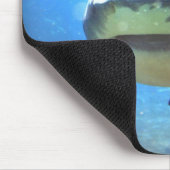 Muismat haaien (Hoek)