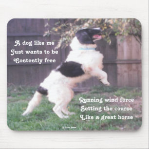 Muismat Hond Paard Gedicht Door Ladee Basset