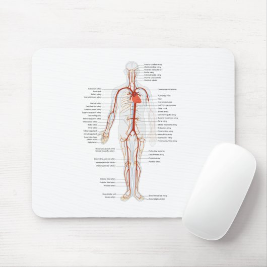 Muismat Humaan Circulatoir Arteriestelsel (Met muis)