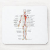 Muismat Humaan Circulatoir Arteriestelsel (Voorkant)