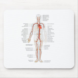 Muismat Humaan Circulatoir Arteriestelsel