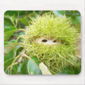 Muismat kastanje (Voorkant)