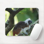 Muismat katoentop-Tamarin (Met muis)