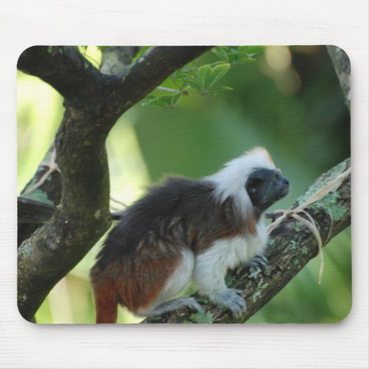 Muismat katoentop-Tamarin (Voorkant)