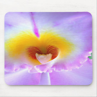 Muismat Lavender Orchid