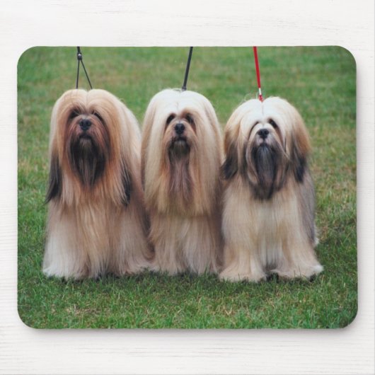 Muismat Lhasa apso (Voorkant)