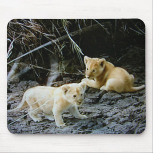MUISMAT "LION CUB BROTHERS HANG OUT"