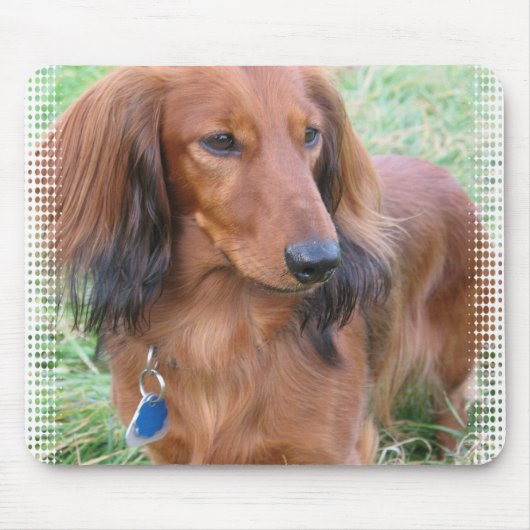 Muismat Longhaire Dachshund (Voorkant)