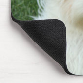 Muismat Maltese Puppies (Hoek)