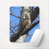 Muismat met de Rode Tailed Hawk (Juevenile) (Met muis)