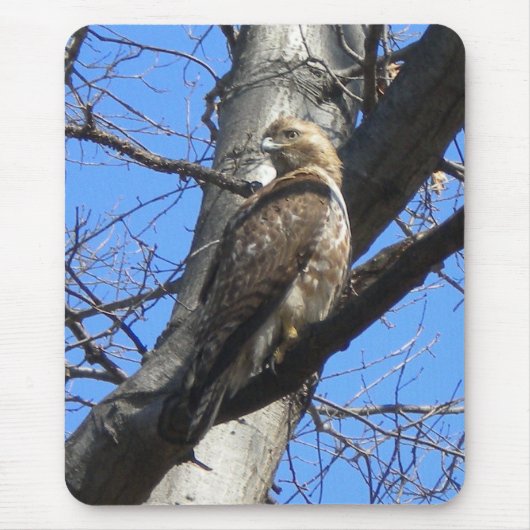 Muismat met de Rode Tailed Hawk (Juevenile) (Voorkant)
