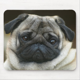 Muismat met een schattige pugg puppy hond