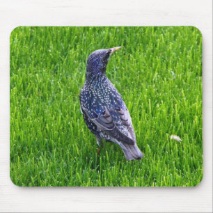 Muismat met kleine vogel