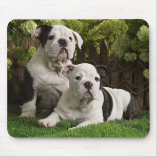Muismat met schattige Bulldog Puppy Honden in Bloe