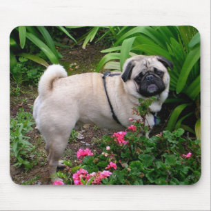 Muismat met schattige pugg puppy hond in bloementu