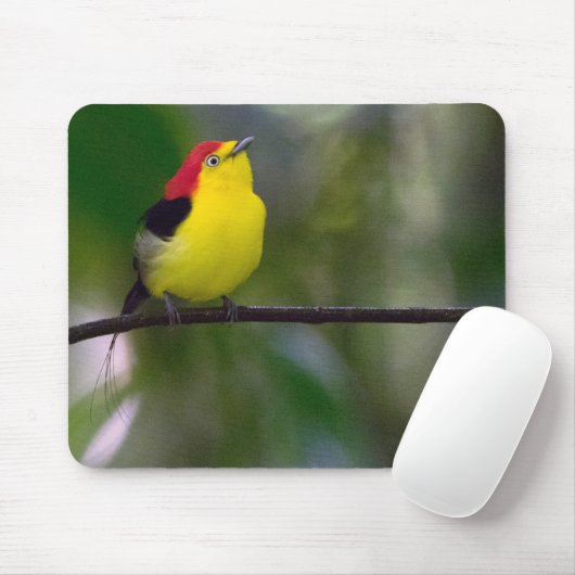 Muismat met staarten (Met muis)